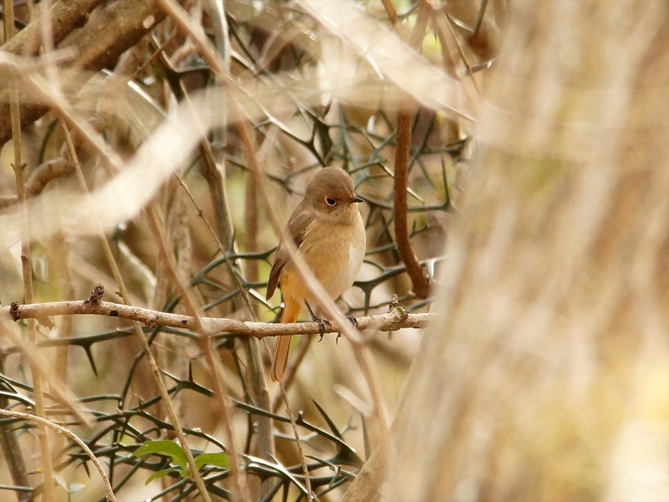 葦毛湿原の鳥たち
