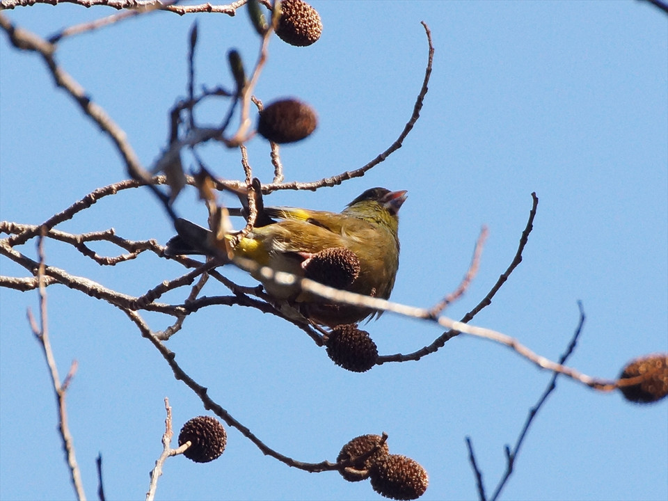 ぎょぎょランドの鳥たち＋α