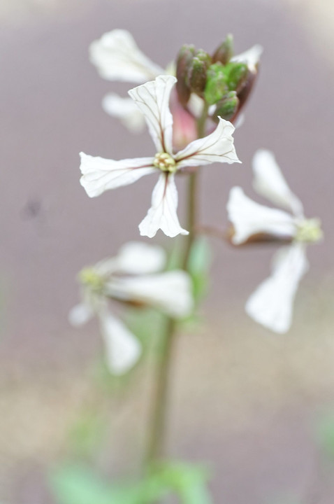 庭の花　3月