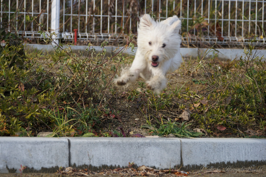 飛行犬（空宙犬）