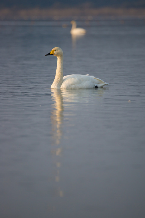 Swan