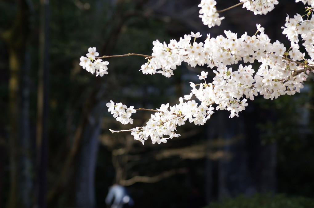 京都の桜