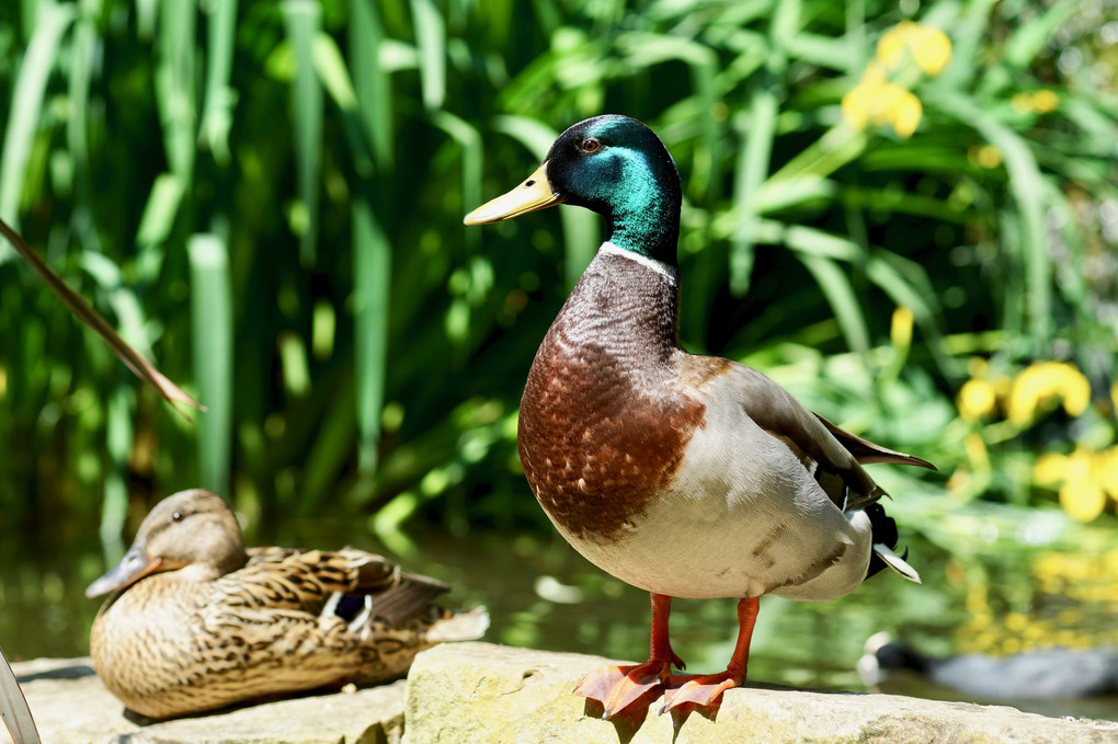 Ducks in the Regent's Park