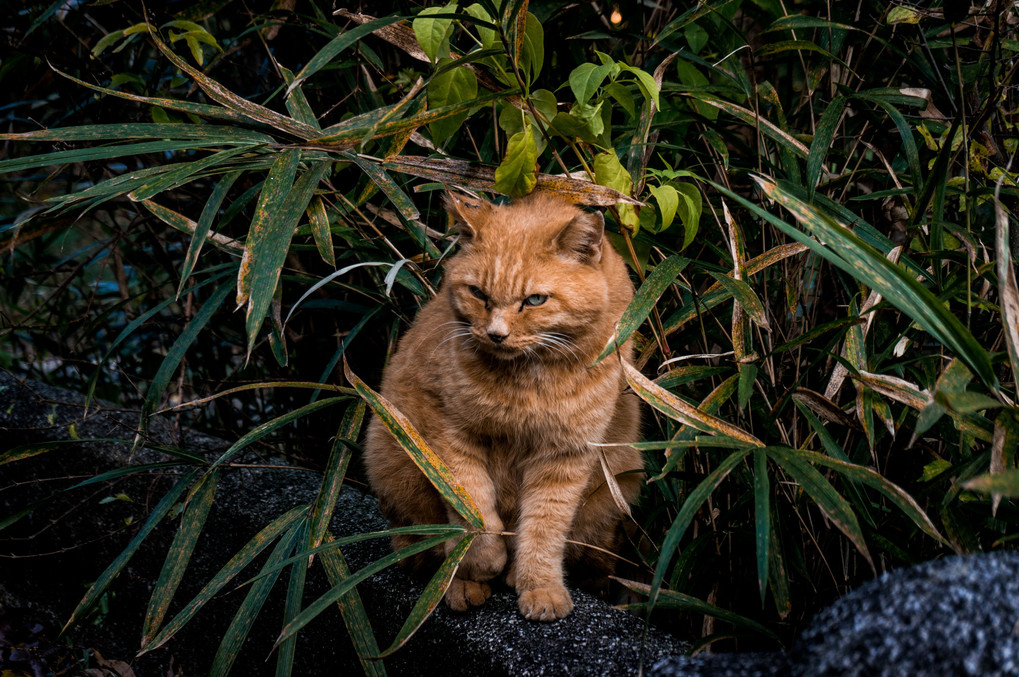 猫年はないんか