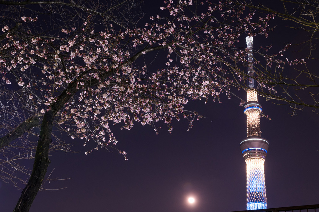 夜桜と月と