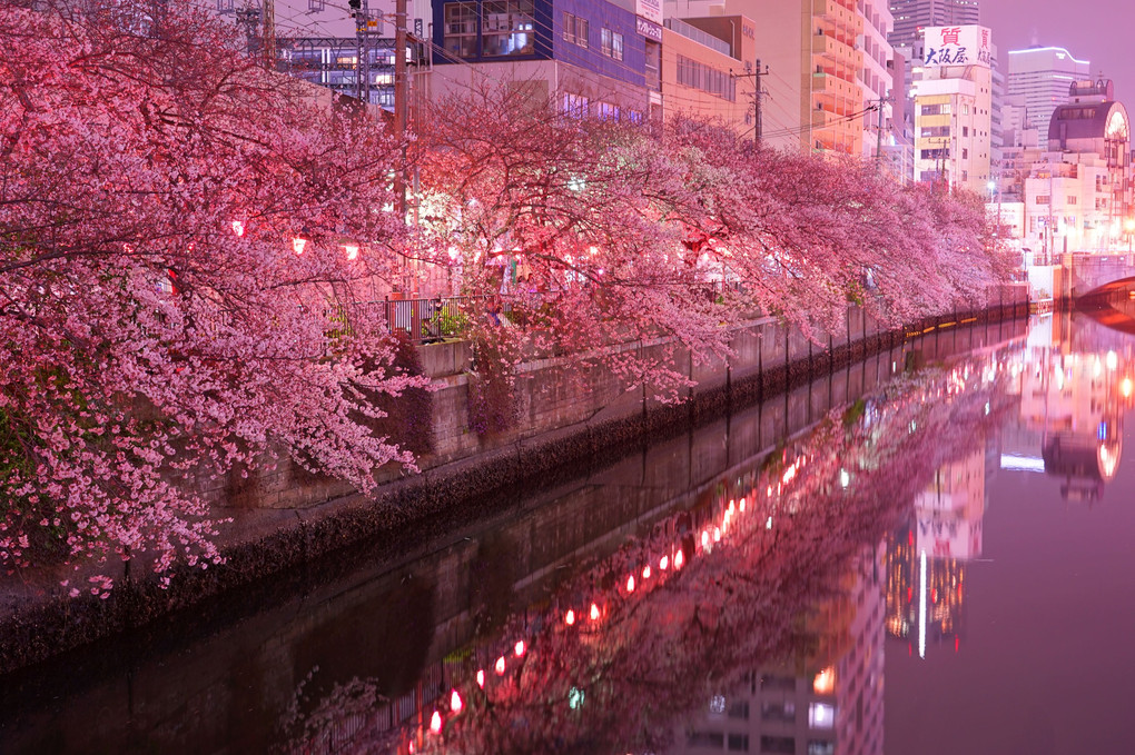 夜桜、春の川に舞う