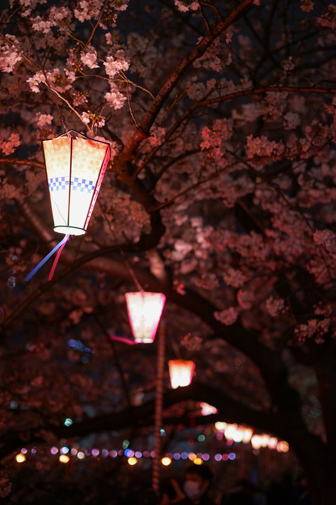 夜桜、春の川に舞う