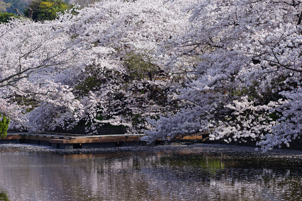 桜散る頃・・・