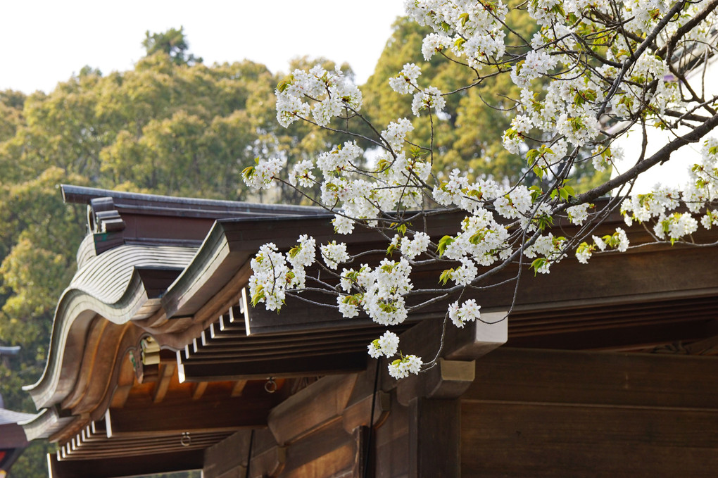 桜散る頃・・・