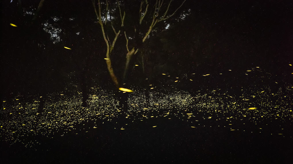 蛍の光が織りなす木々のシルエット