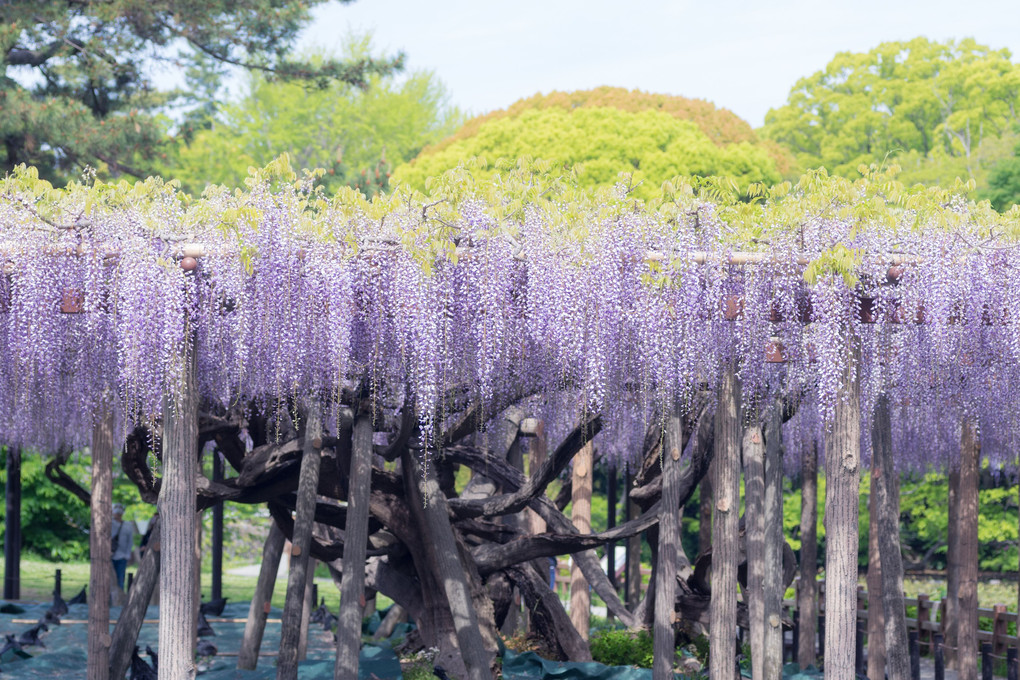 小田原城と藤の花