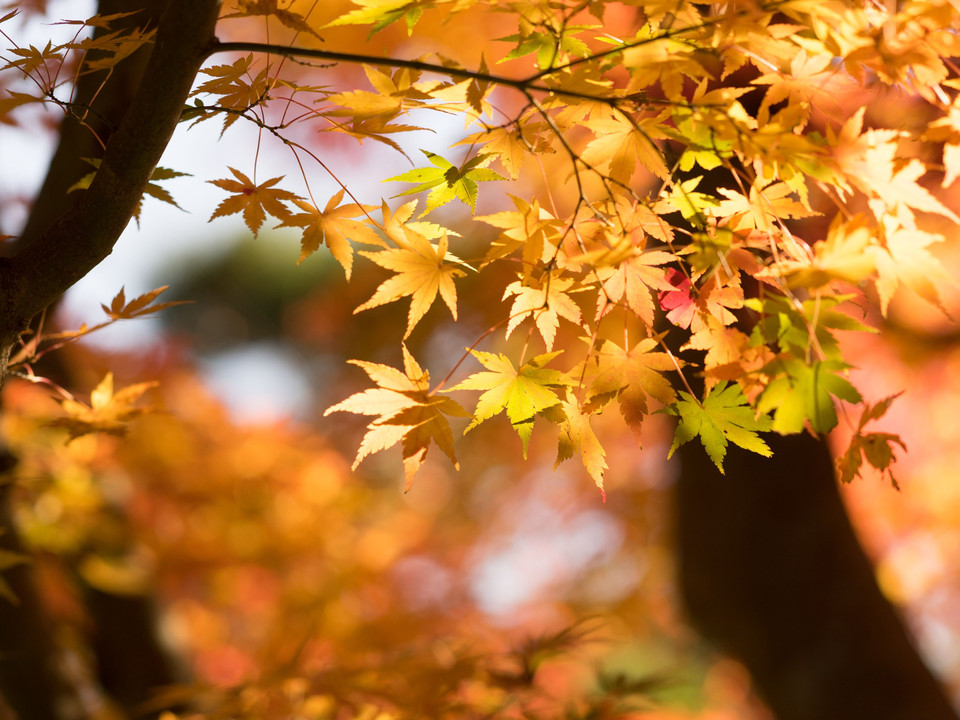 一条恵観山荘を訪ねて