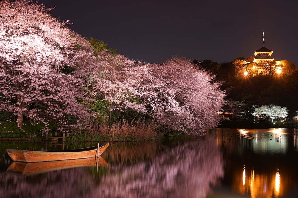 満開夜桜を船がゆく