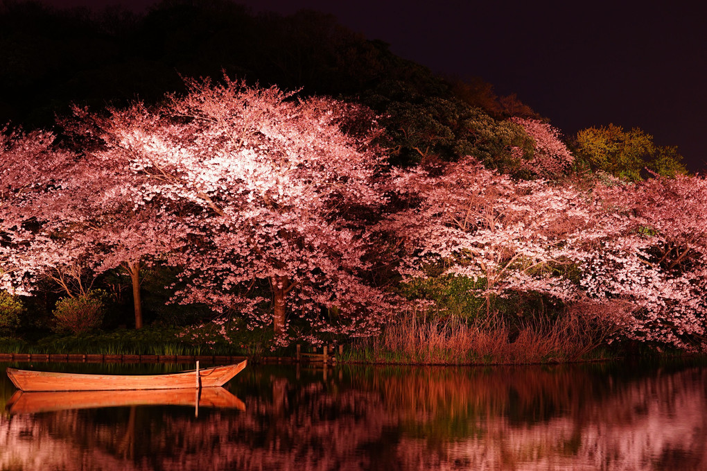 満開夜桜を船がゆく