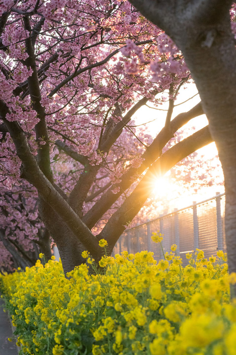 三浦海岸桜まつり