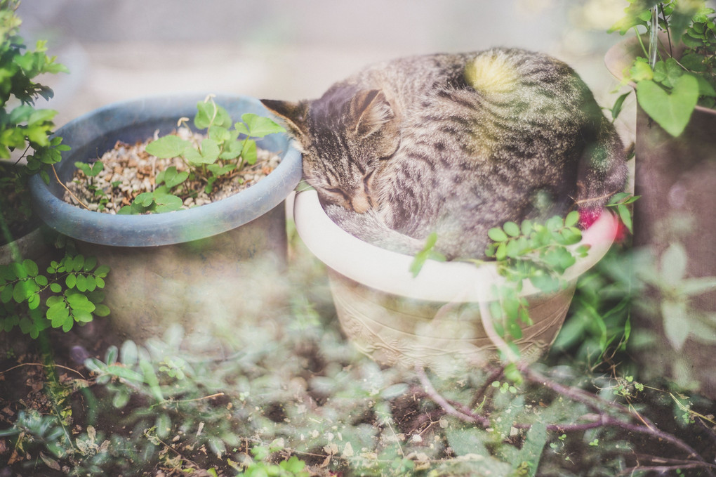 植木鉢で眠る猫( ^ω^ )