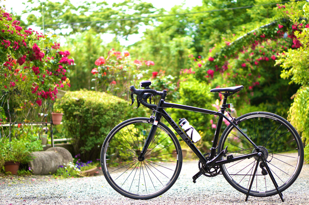 薔薇が咲いた庭と自転車