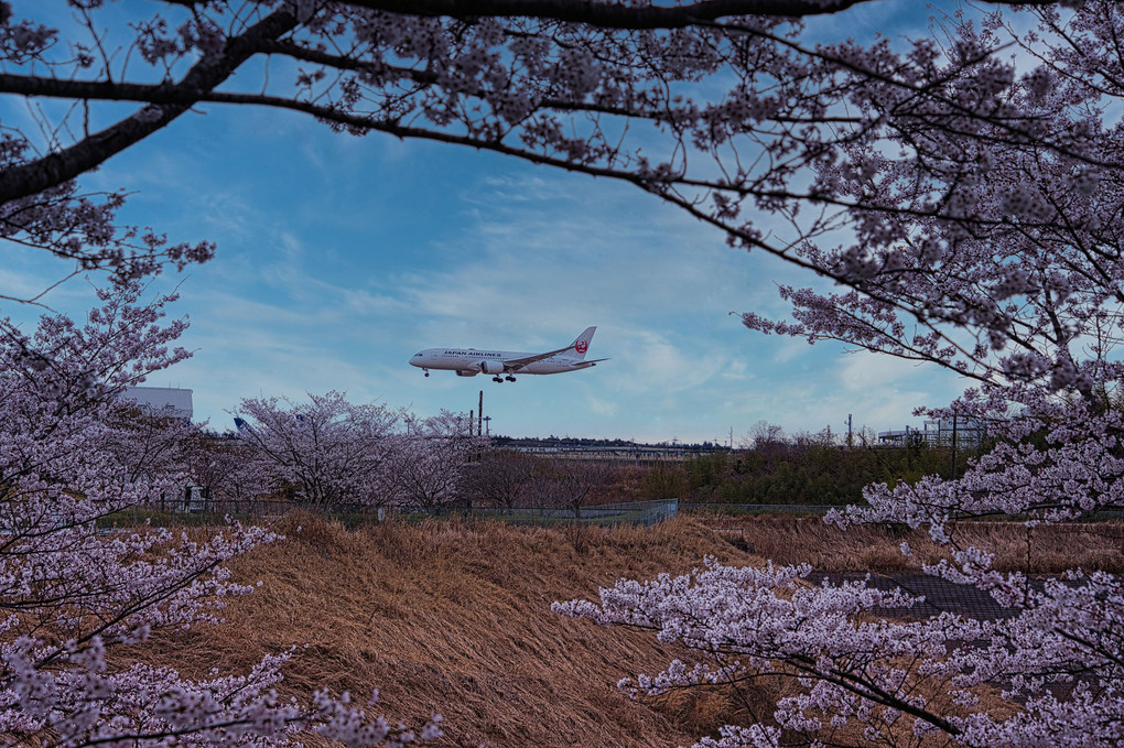 春桜の空を見上げて