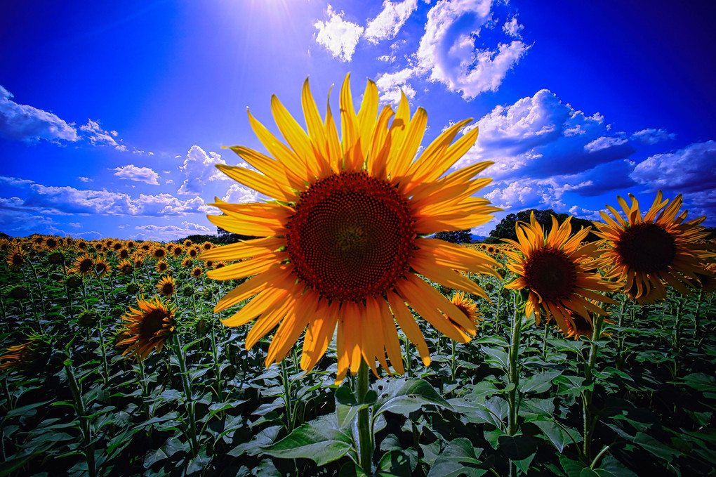 sunflower reflection