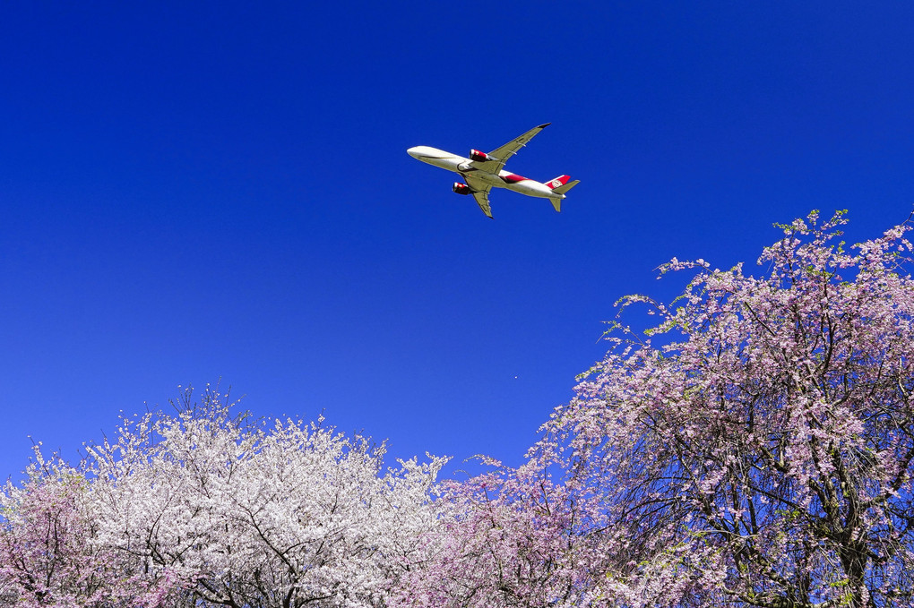 Sakura　takeoff
