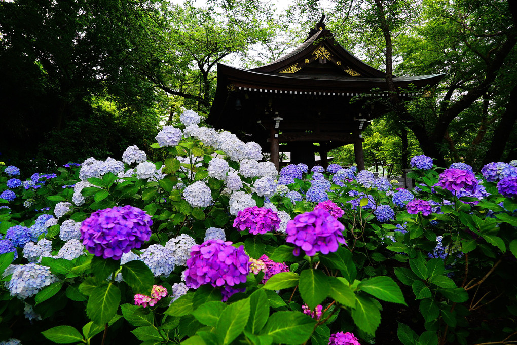 紫陽花の咲く頃