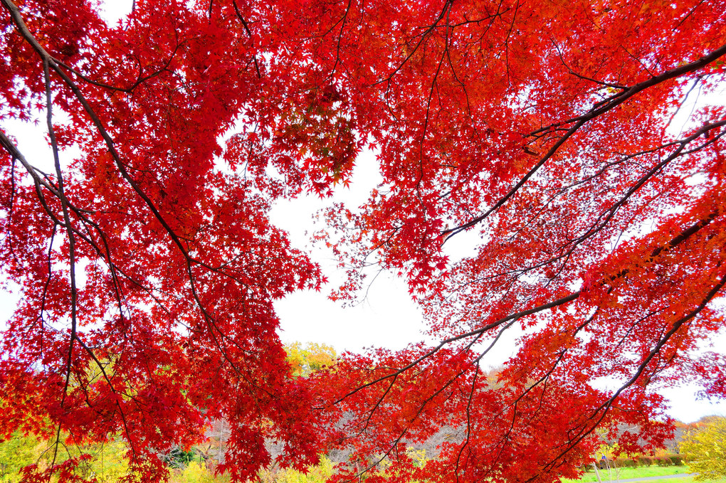 武蔵野公園　秋彩色