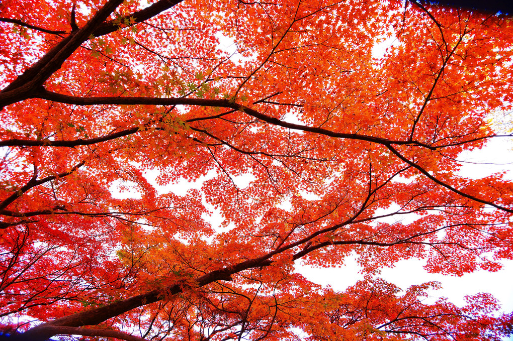 武蔵野公園　秋彩色