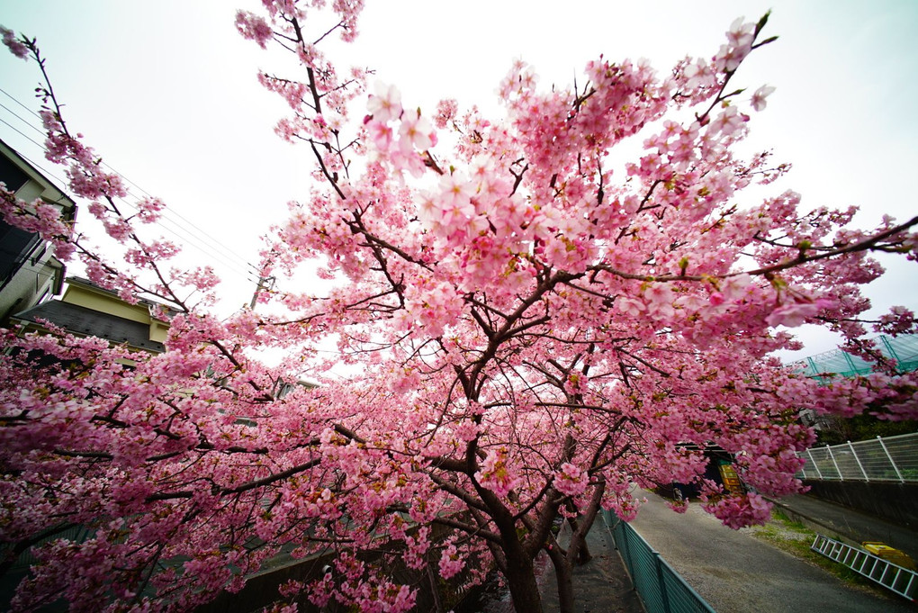 河津桜の楽園