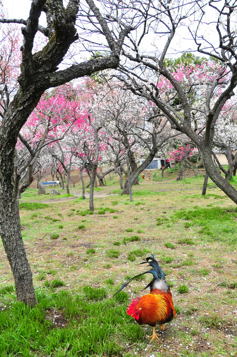 花鳥風月