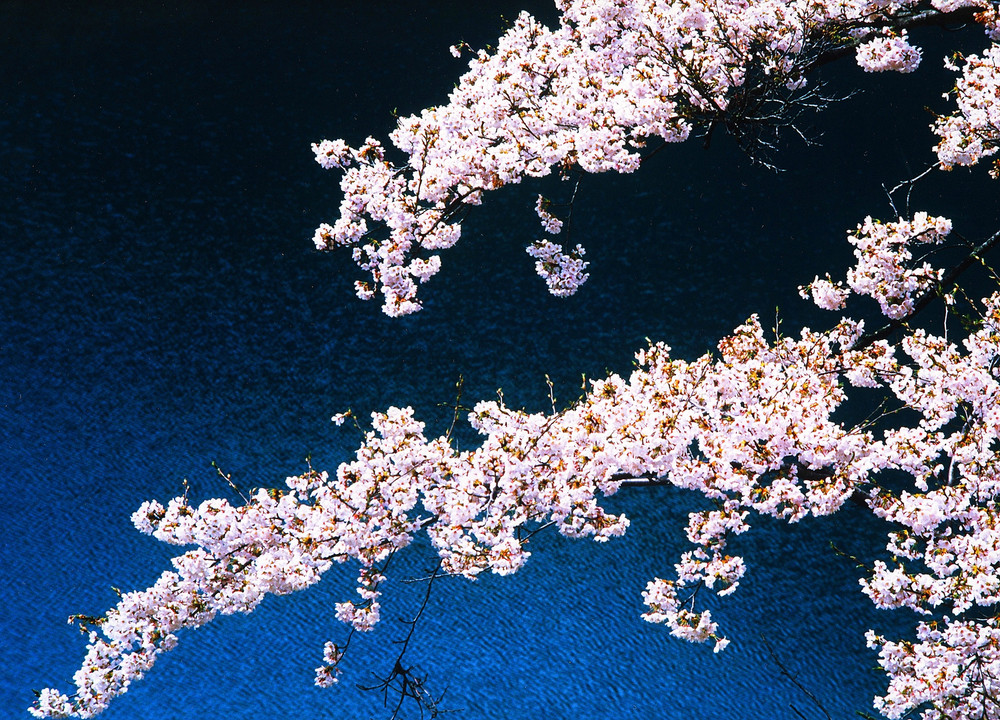 奥多摩の桜