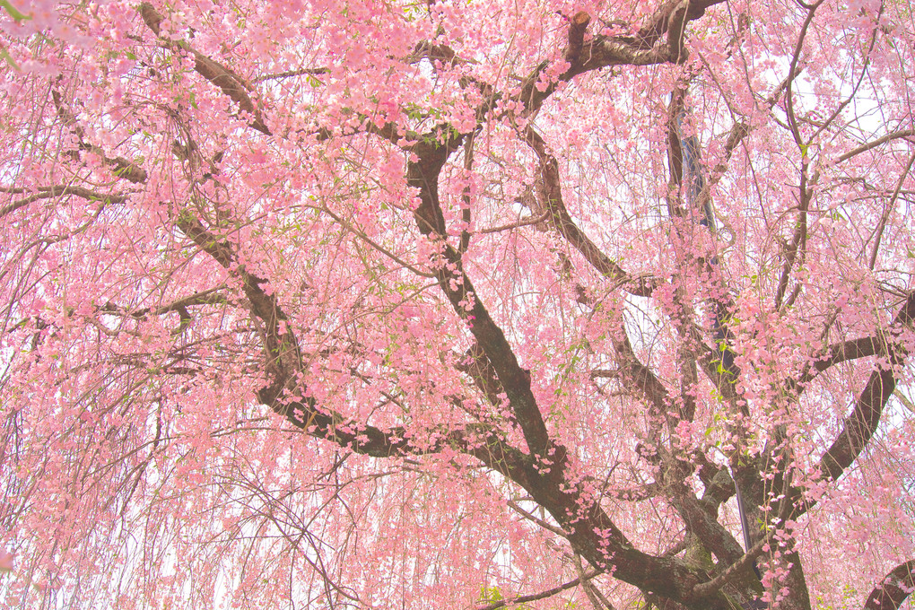 妙心寺の枝垂れ桜