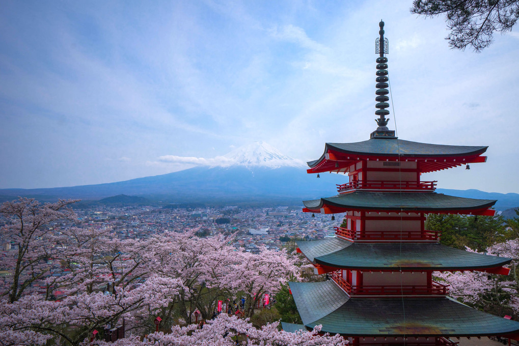 桜の中の忠霊塔と富士山