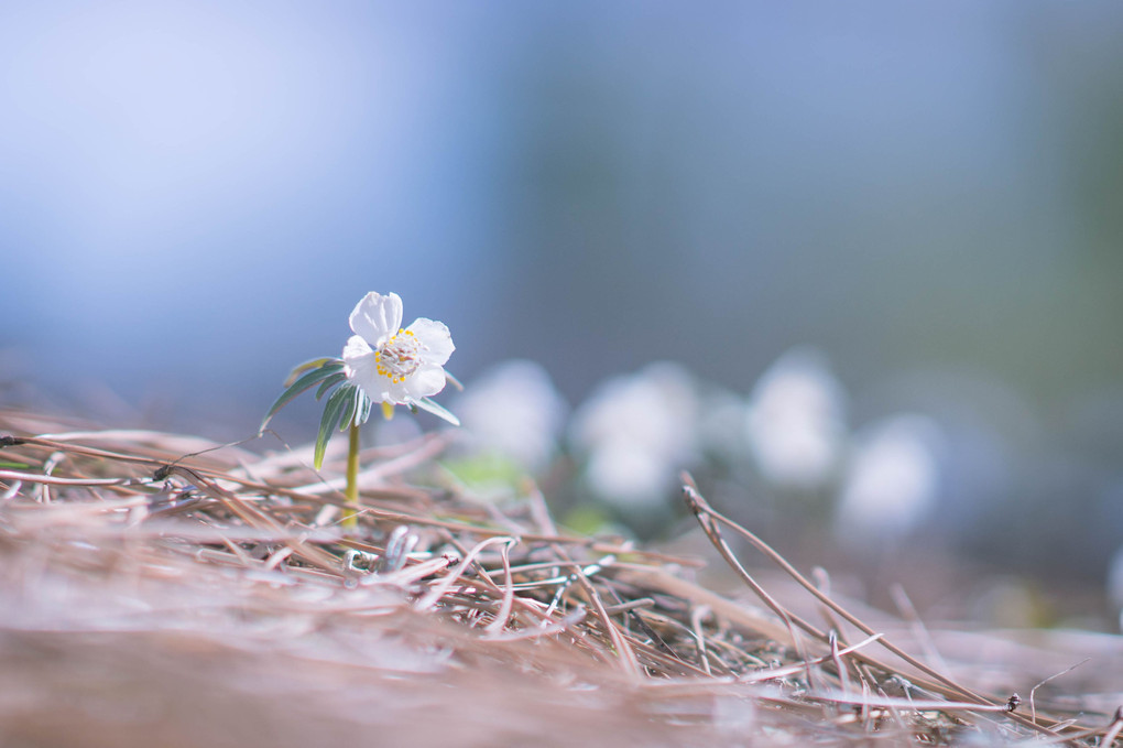 春告げ花