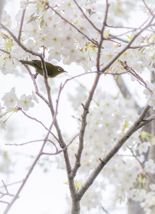2021春横浜散歩★桜とメジロと横浜ブルー