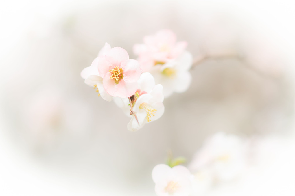 2021春横浜散歩★桜とメジロと横浜ブルー