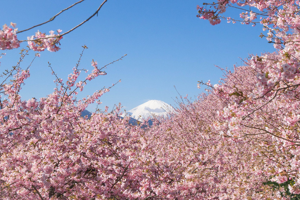 さくら富士