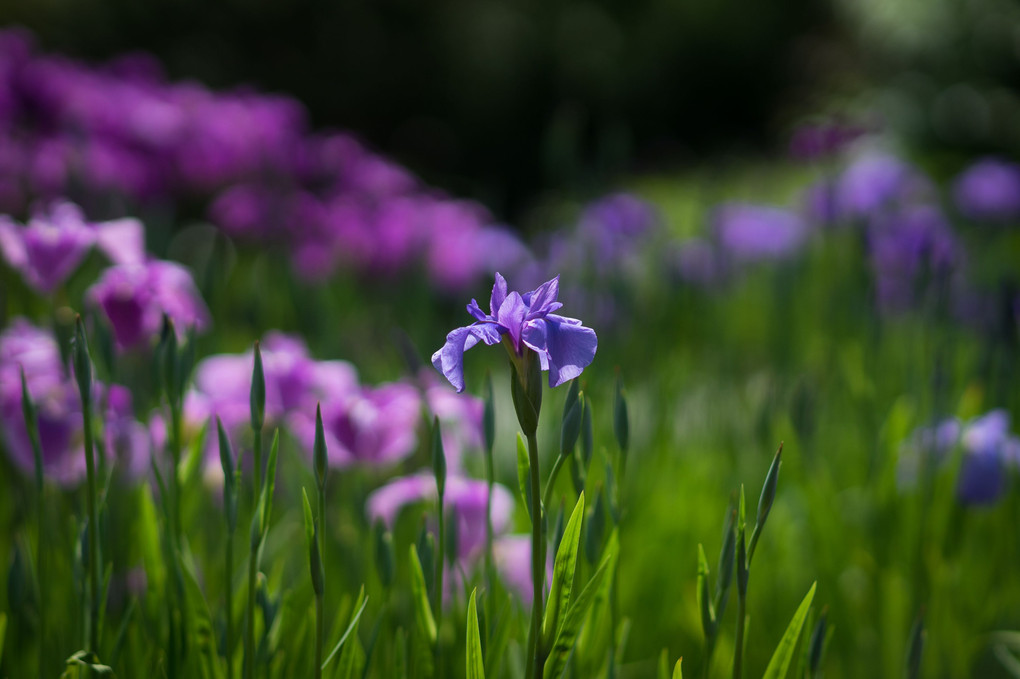 紫の連なり・・・皇居東御苑の菖蒲園