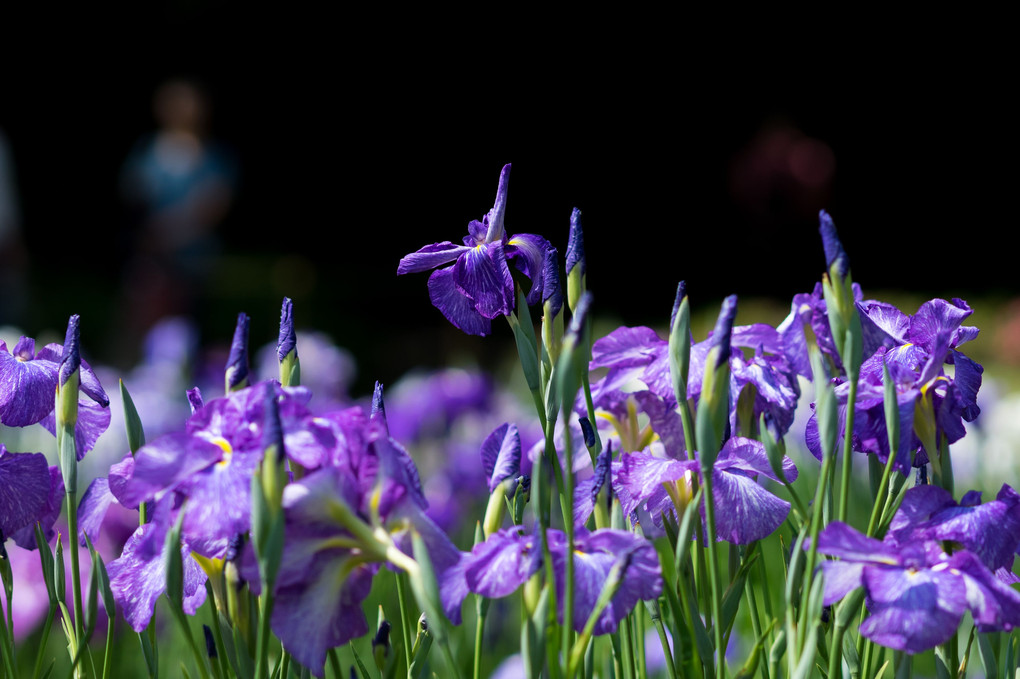 紫の連なり・・・皇居東御苑の菖蒲園