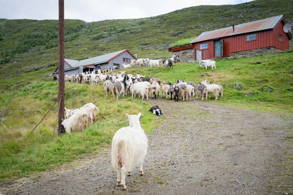 羊がいました、山羊もいた！ノルウェーの山荘から
