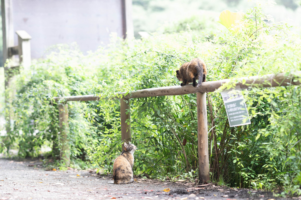 三渓園猫遊び🐾