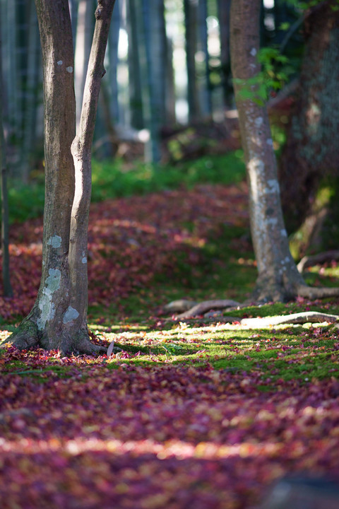 なごりの紅葉・京都散策