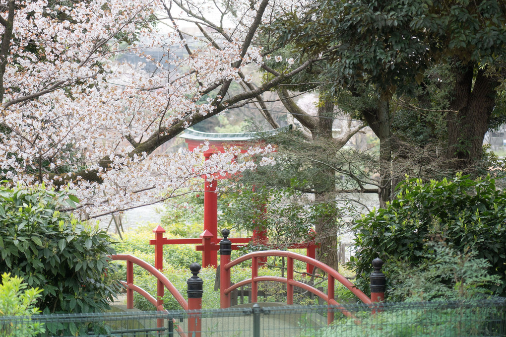 桜の季節に洗足池を歩く