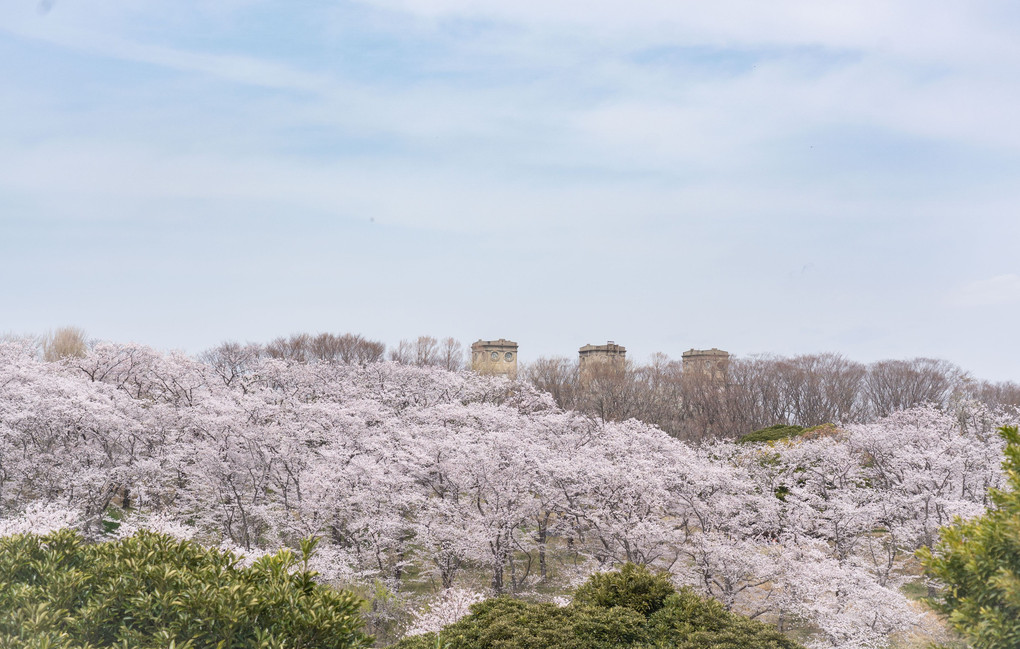 一杯の桜と廃墟のある風景