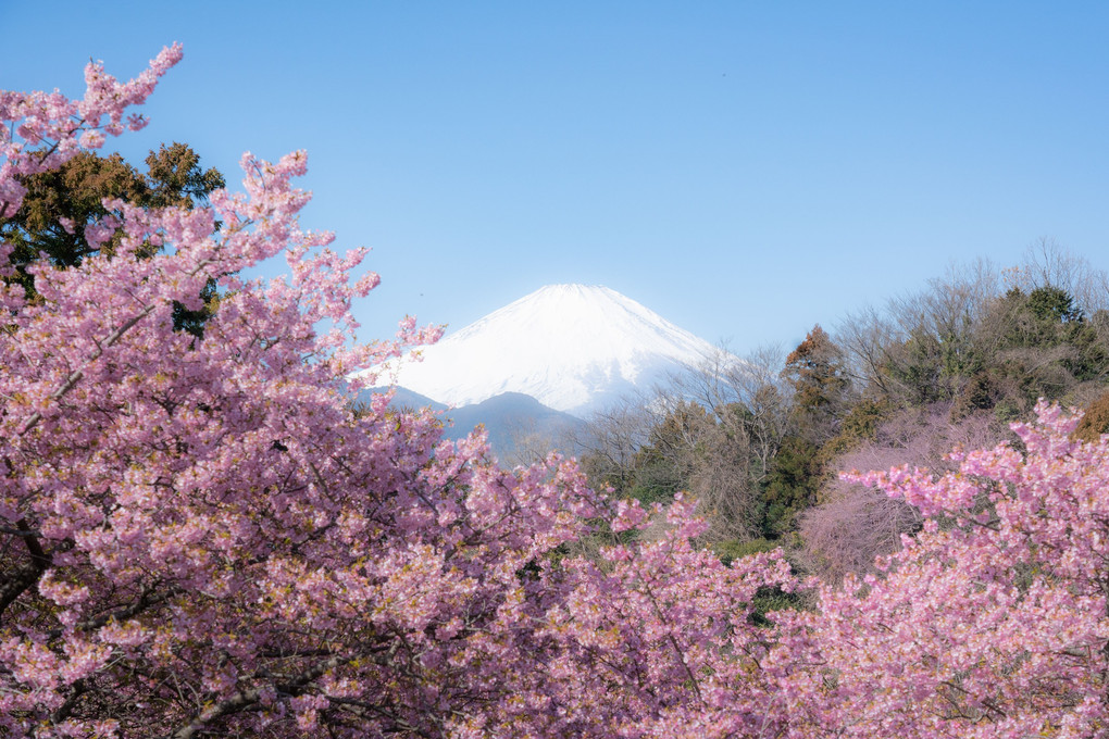 桜と富士と菜の花と