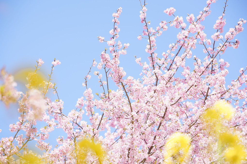 桜と富士と菜の花と