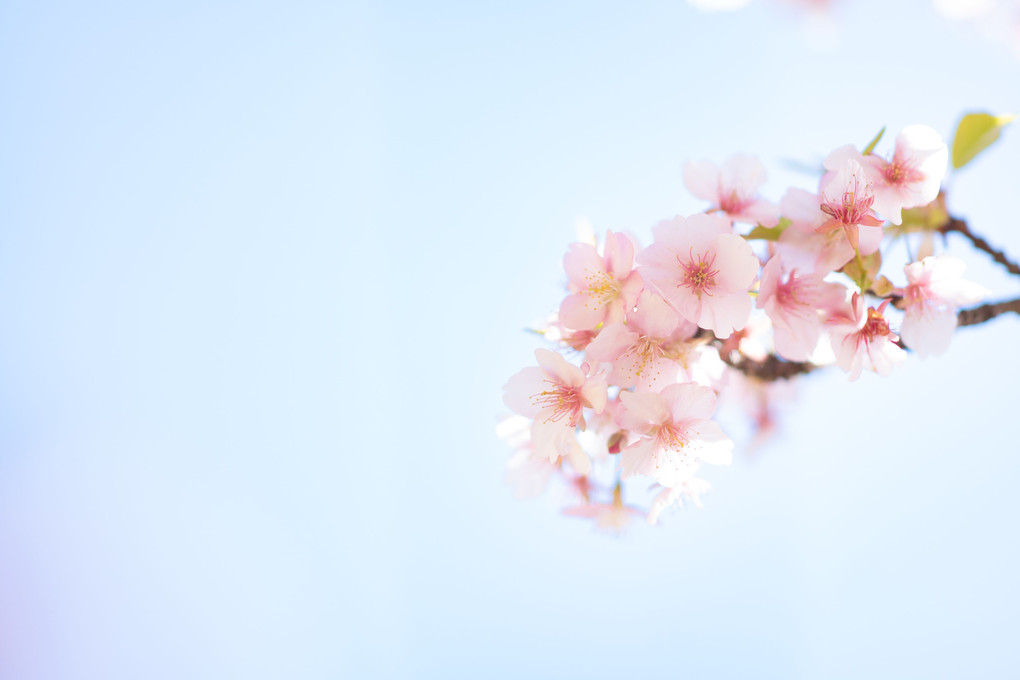 桜と富士と菜の花と