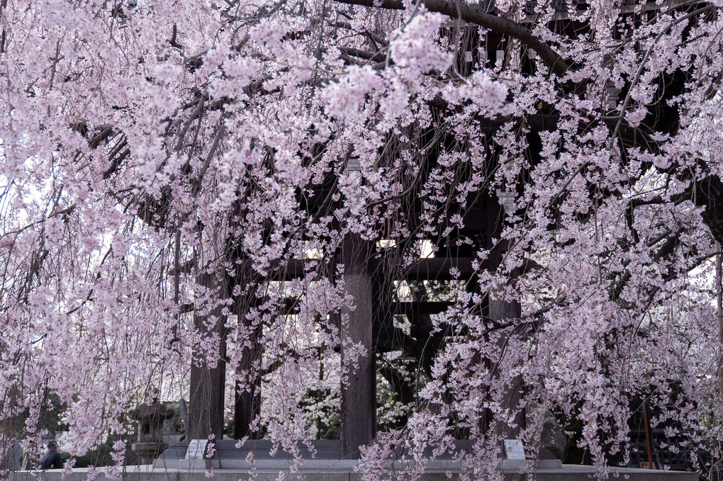枝垂れ桜の咲く寺
