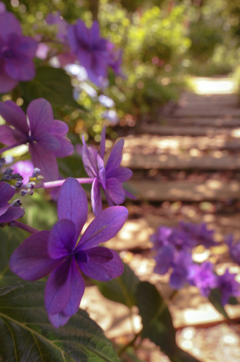 紫陽花の咲く小道