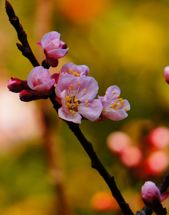 桃と春色ドロップス