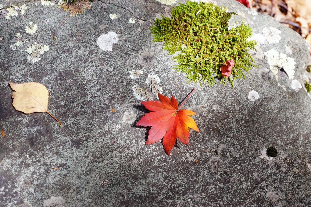 ひとひらの紅葉